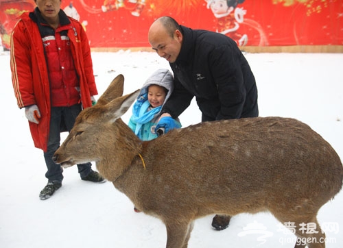 2013玉淵潭第四屆冰雪文化節 靈潭飛雪　玉湖同春