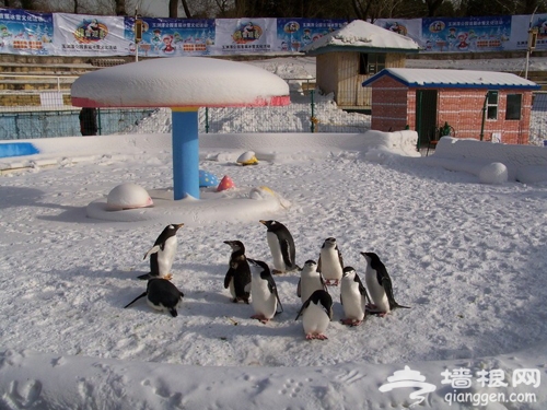 2013玉淵潭第四屆冰雪文化節 靈潭飛雪　玉湖同春