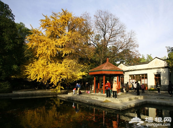 賞秋菊觀彩葉 北京市屬公園游玩推薦