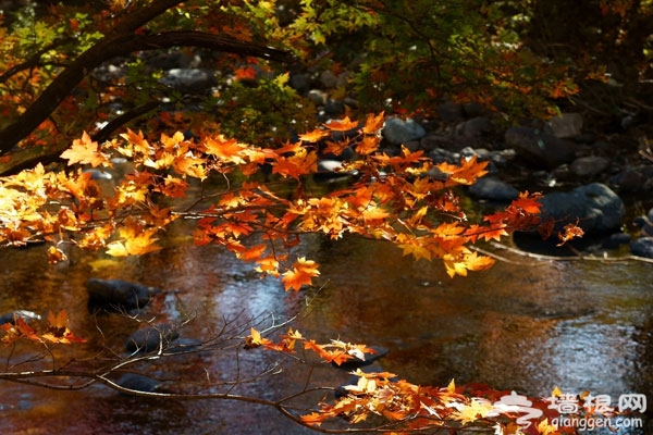 京郊賞紅葉目的地推薦：金海湖