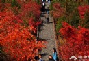 京郊古寺游 賞千年銀杏