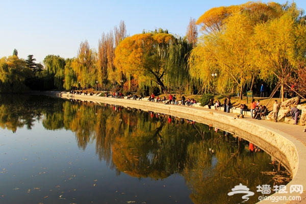 家門口的美麗秋色 紫竹院公園賞秋游