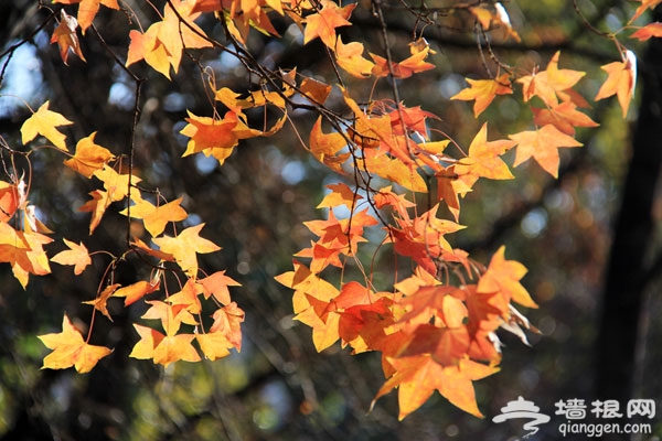 家門口的美麗秋色 紫竹院公園賞秋游