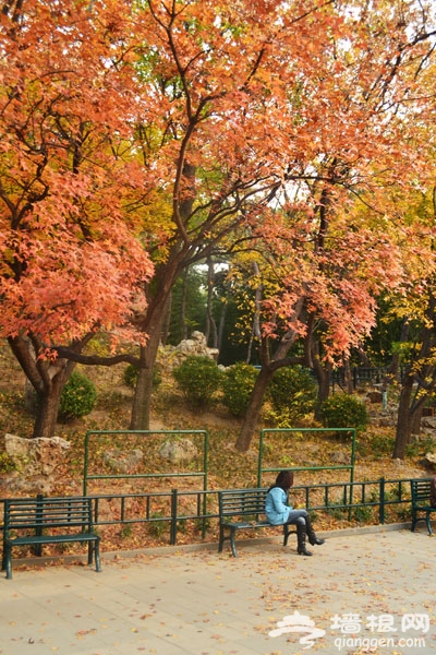 家門口的美麗秋色 紫竹院公園賞秋游