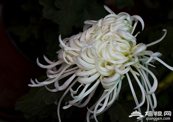 菊花盛宴 秋游北京國際鮮花港賞花攻略