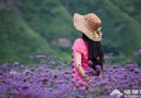 密雲人間花海觀光園：一場與紫色的邂逅