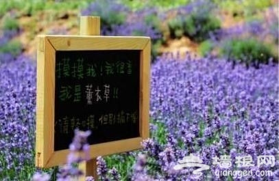 京郊薰衣草觀賞地推薦之密雲雲峰山