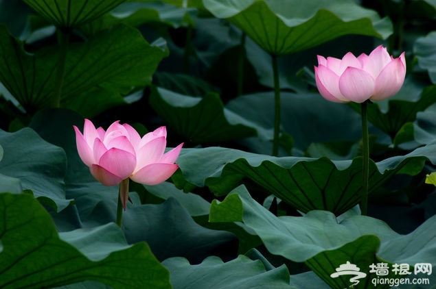 紫竹院公園荷花