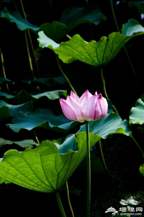 北海公園荷花