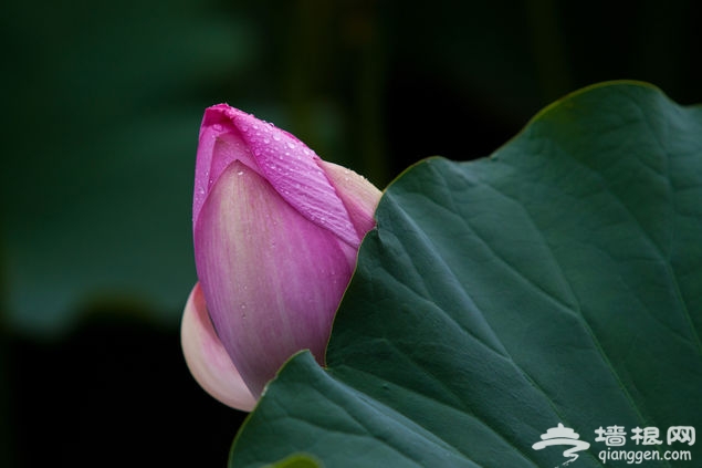 蓮花池公園荷花