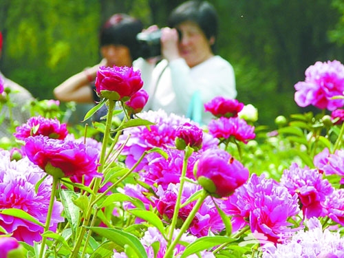 北京植物園“史湘雲醉眠芍藥茵” 游玩指南