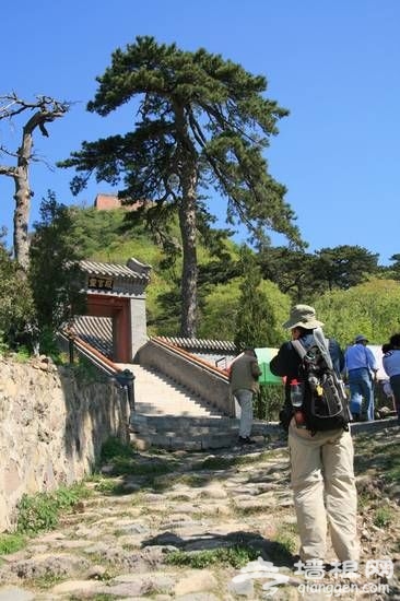 妙峰山古松