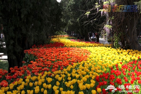 北京賞花季 中山公園郁金香盛放（賞花攻略）