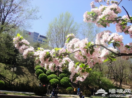 北京元大都遺址公園海棠節賞海棠全攻略[牆根網]