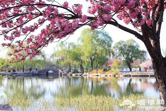 北京元大都遺址公園海棠節賞海棠全攻略[牆根網]