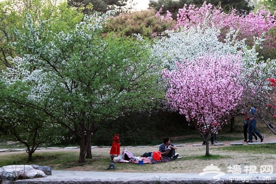 北京元大都遺址公園海棠節賞海棠全攻略[牆根網]