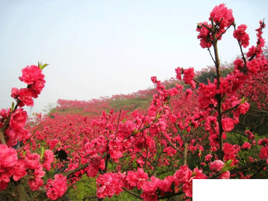 [周末私享]四月平谷 徜徉最美桃花海