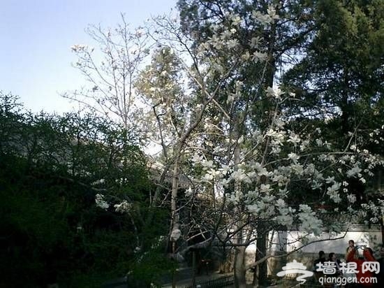 北京大覺寺的玉蘭花(圖：劉建於)