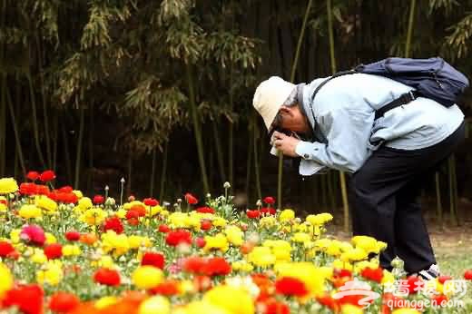 香山公園第十屆山花節4月開幕 “品”香指南