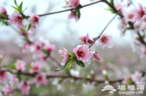 桃花開了 2012年平谷桃花節賞花線路推薦[牆根網]