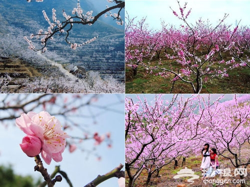 桃花海中享春意 京郊平谷賞花行