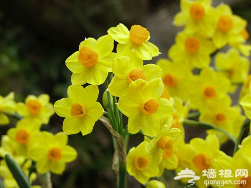 北京植物園番紅花開 春季賞花指南（多圖）