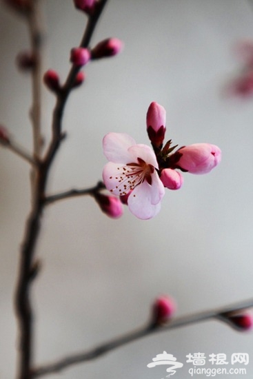 京郊賞花小攻略 春暖花香飄[牆根網]