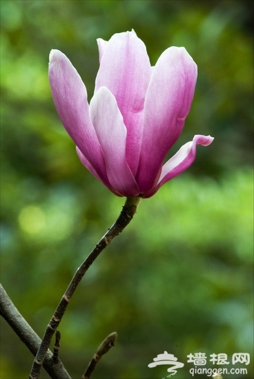 京郊賞花小攻略 春暖花香飄[牆根網]