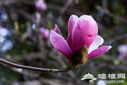 京郊賞花小攻略 春暖花香飄[牆根網]