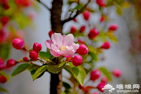 京郊賞花小攻略 春暖花香飄[牆根網]