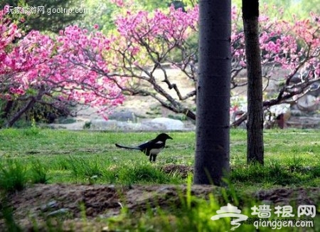 花叢深處覓清明 北京周邊踏青賞花去[牆根網]