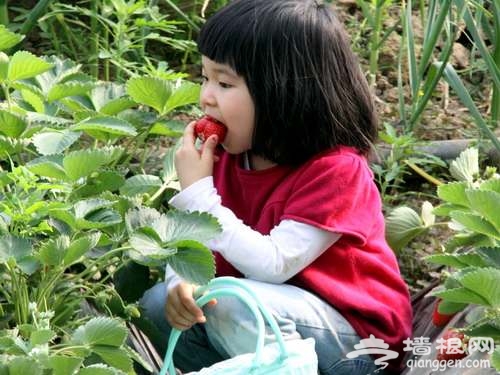 春日草莓別樣紅 撒歡大興草莓采摘農家樂