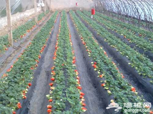 春日草莓別樣紅 撒歡大興草莓采摘農家樂