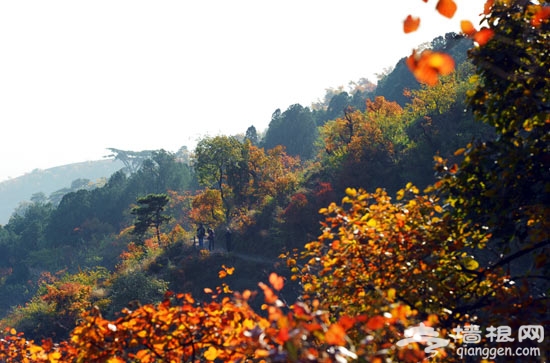 香山紅葉節開幕 盛裝京城紅似火