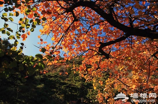 香山紅葉節開幕 盛裝京城紅似火