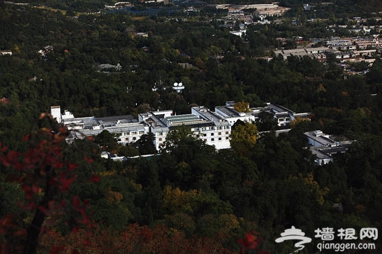 香山紅葉節開幕 盛裝京城紅似火