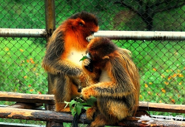 北京野生動物園