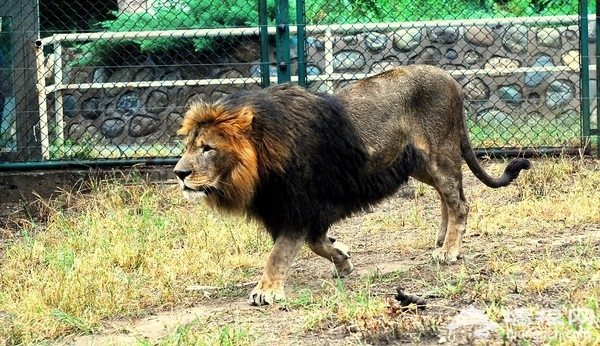 北京野生動物園