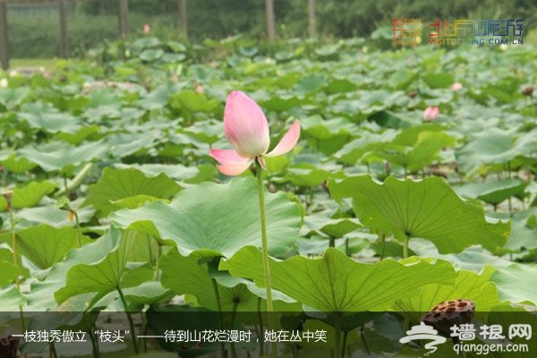 稻香湖濕地公園 許你一個寧靜夏日(圖)