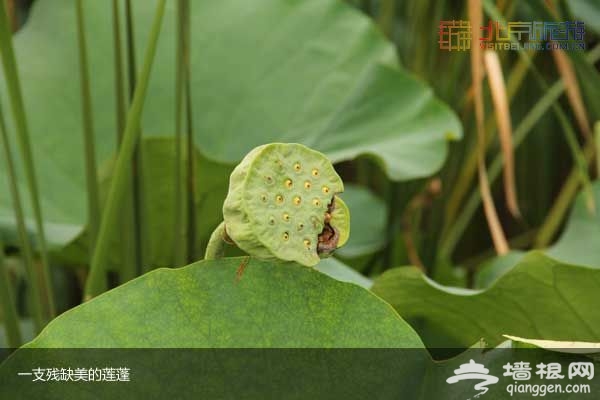 稻香湖濕地公園 許你一個寧靜夏日(圖)