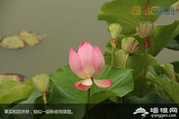 稻香湖濕地公園 許你一個寧靜夏日(圖)