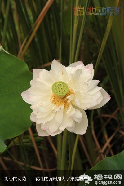 稻香湖濕地公園 許你一個寧靜夏日(圖)