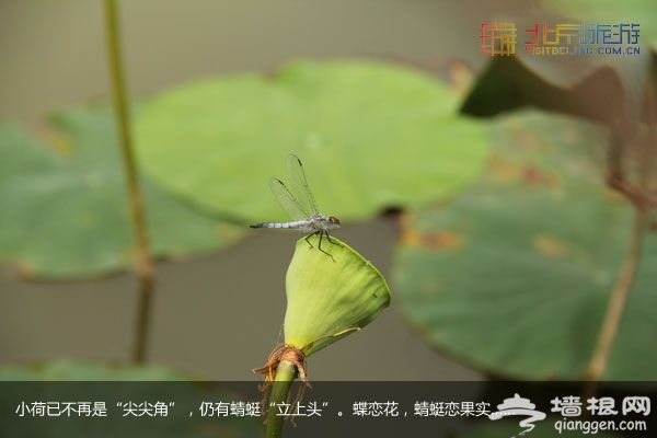 稻香湖濕地公園 許你一個寧靜夏日(圖)