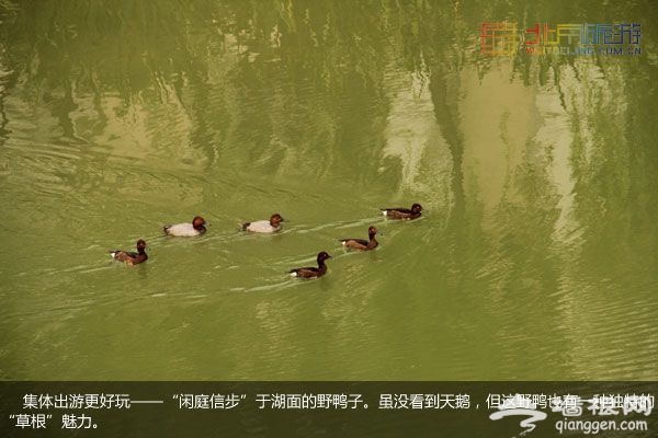 稻香湖濕地公園 許你一個寧靜夏日(圖)