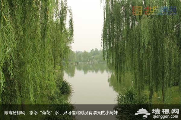 稻香湖濕地公園 許你一個寧靜夏日(圖)