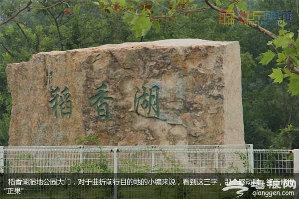 稻香湖濕地公園 許你一個寧靜夏日(圖)