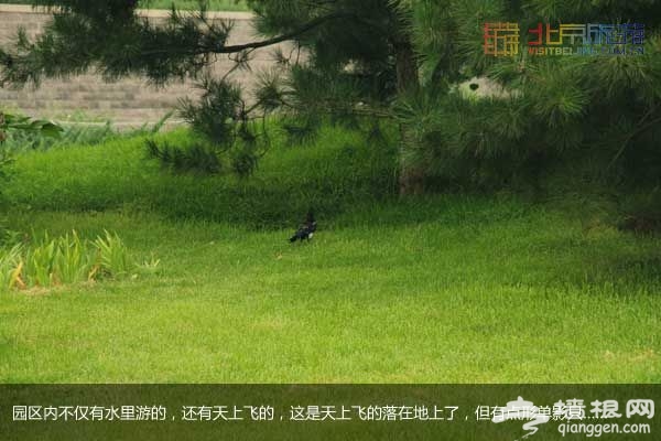 稻香湖濕地公園 許你一個寧靜夏日(圖)