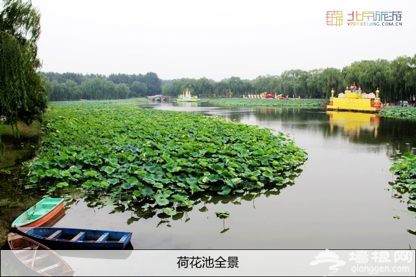 別有一番風味 八月圓明園賞殘荷游燈會