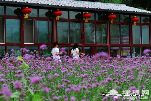 花田餐廳 攝影：李志明