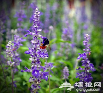 京郊薰衣草觀賞地大搜羅